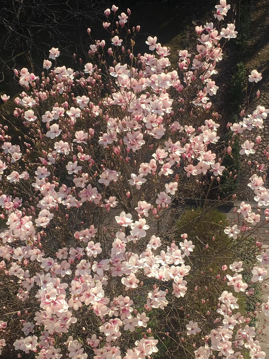 Blühende Magnolie als Symbol für Entwicklung und Selbstfürsorge