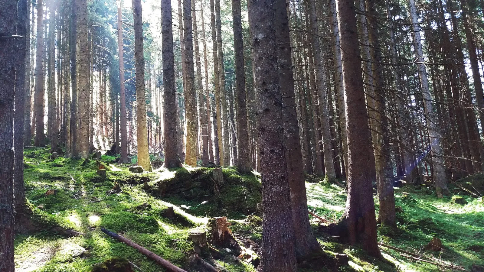 Licht im Wald als Symbol für Klarheit und neue Orientierung